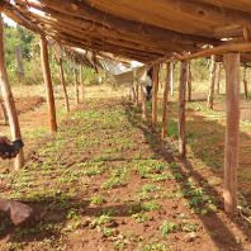 thumbnail of Radio talk show on the Water Towers project implementation in Mt. Elgon Uganda