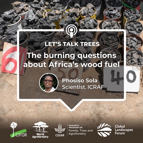 thumbnail of The burning questions about Africa’s wood fuel
