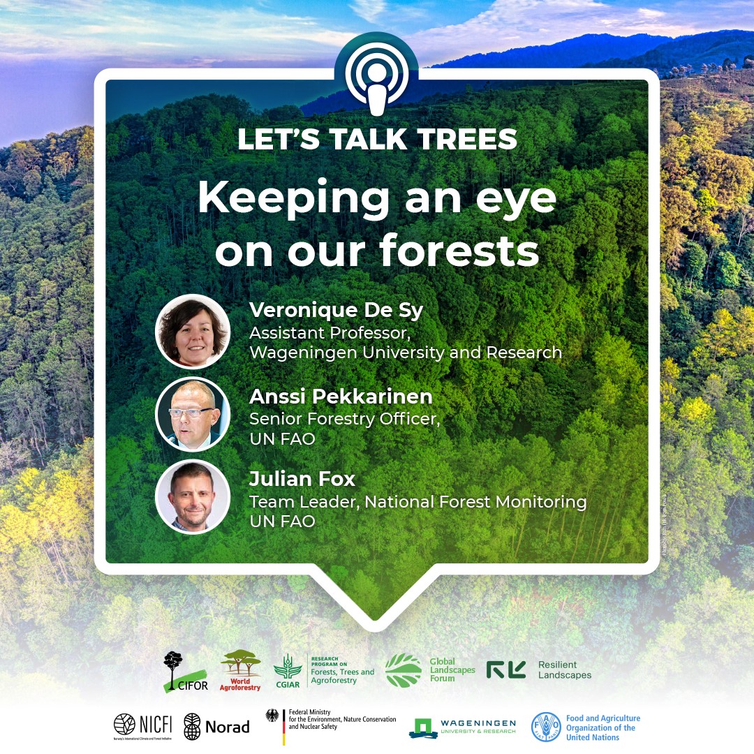 thumbnail of Keeping an eye on our forests