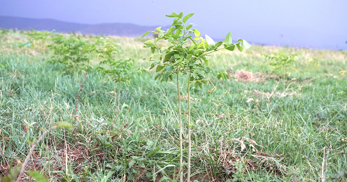 thumbnail of Landscape Alliance team visits RTRP-Seed project activities in the Somali Region of Ethiopia